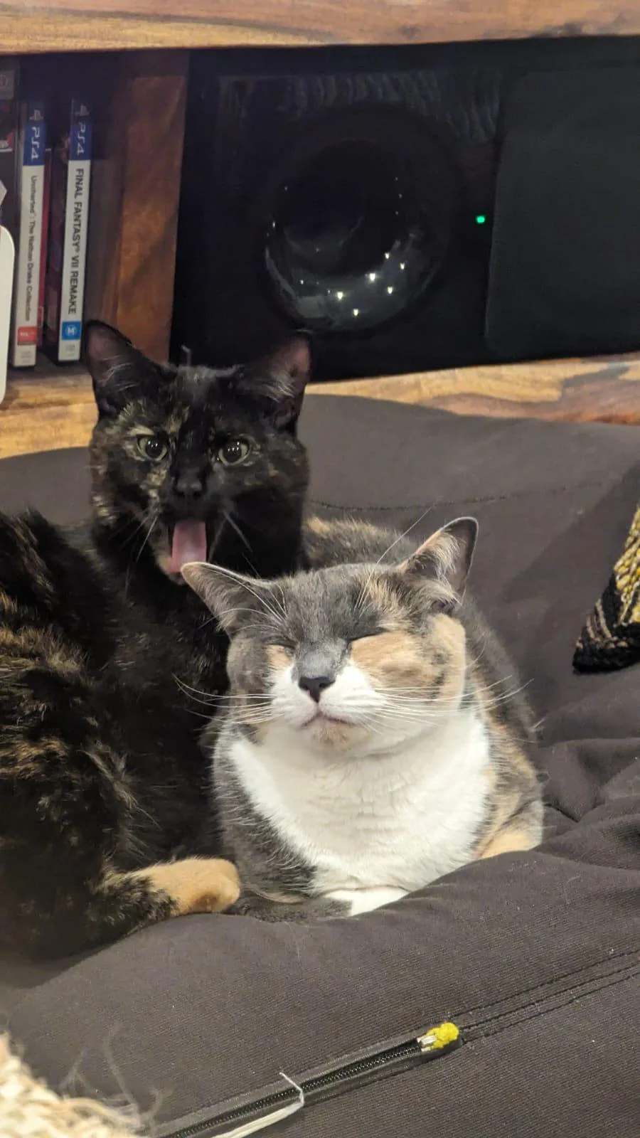 Cats exchanging photos