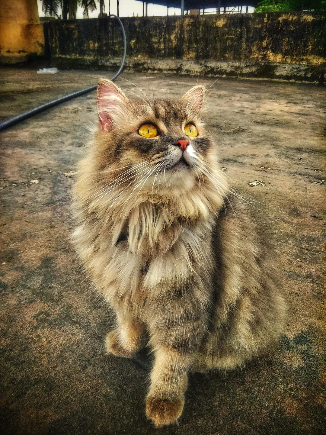 Cat 1 sitting on a windowsill