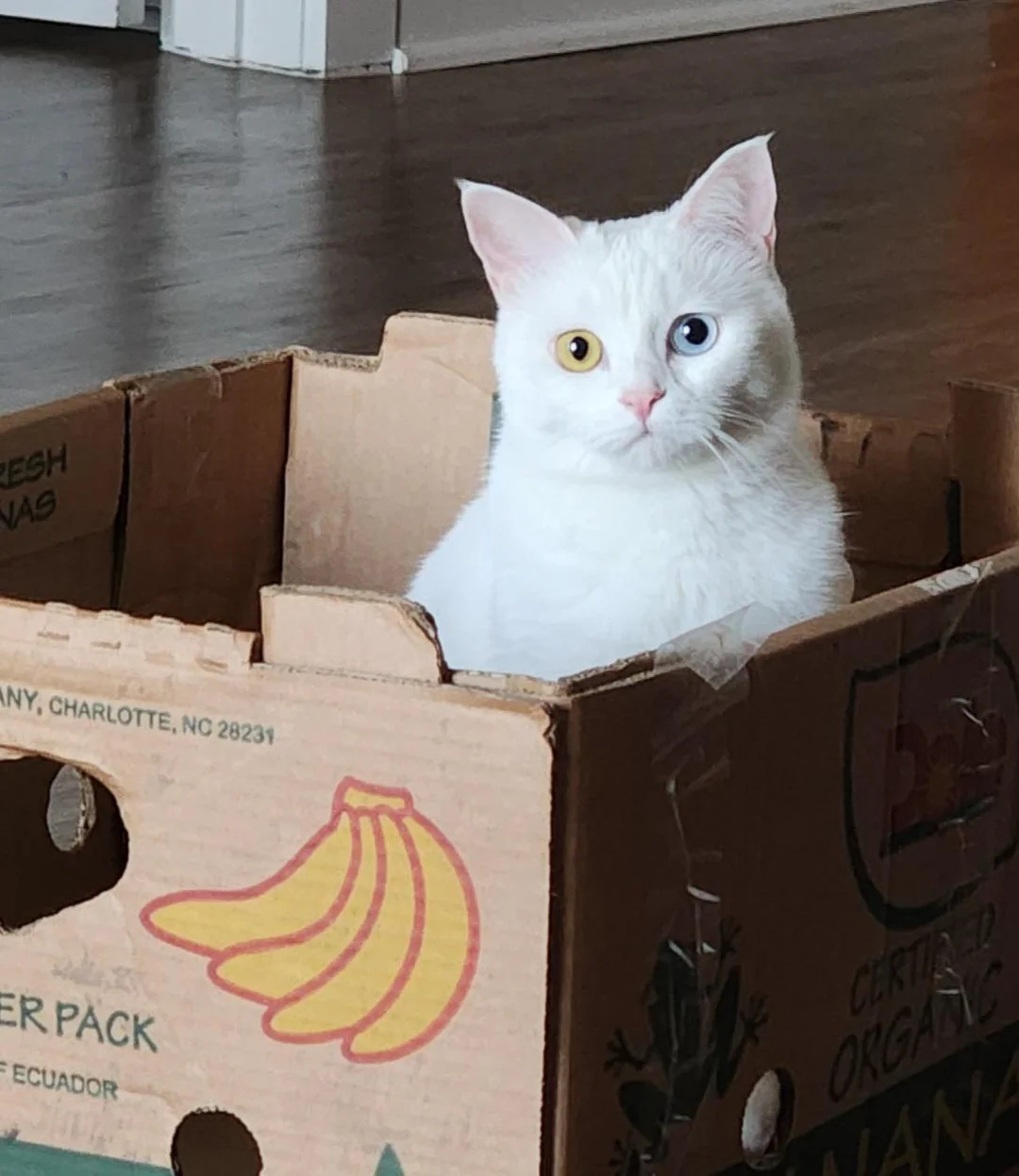 Cat 2 playing with a ball