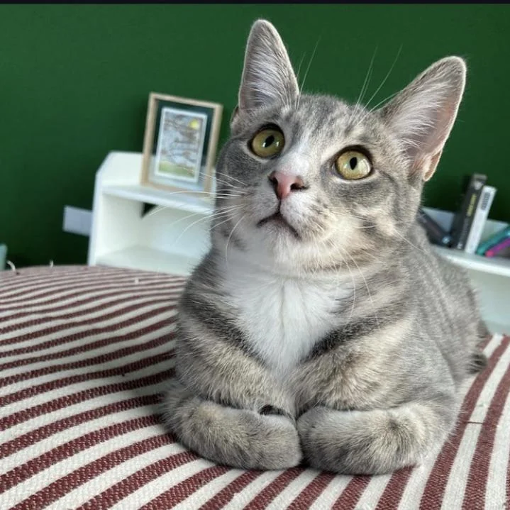 Cat 3 sitting on a windowsill